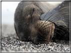 foto Flora e la fauna della Isole Galapagos